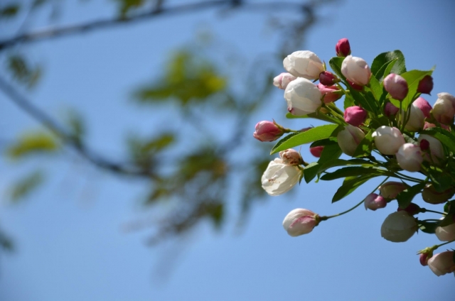 soku_26749.jpg :: 植物 花 桜 サクラ つぼみ 