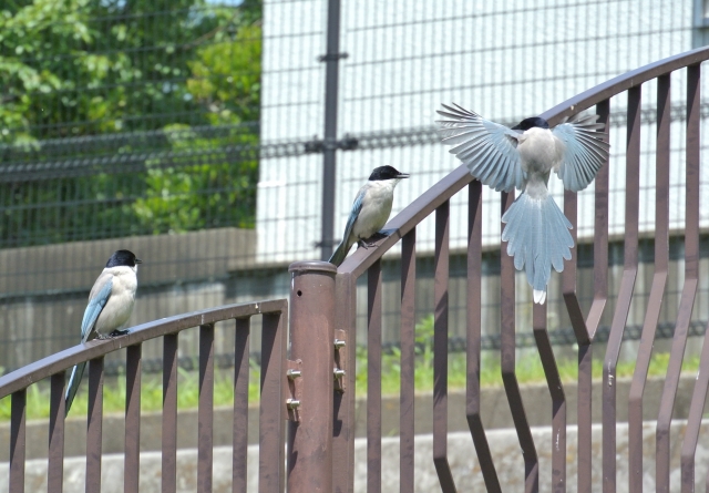 soku_26768.jpg :: 風景 街並み 公園 動物 鳥 野鳥 自然の鳥 