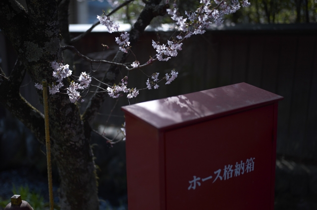 soku_26780.jpg :: 風景 植物 花 桜 サクラ ホース格納箱 