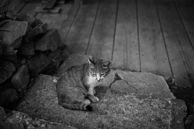 soku_26801.jpg :: 動物 哺乳類 猫 ネコ モノクロ 