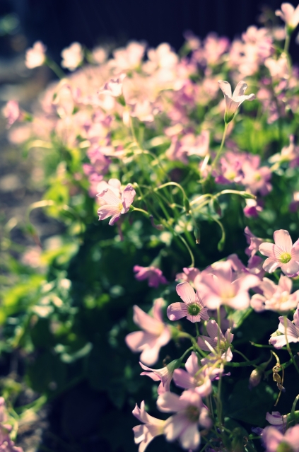 soku_26927.jpg :: 植物 花 ピンクの花 