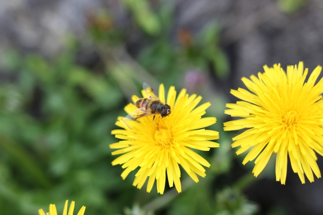 soku_26948.jpg :: 植物 花 タンポポと蜂 