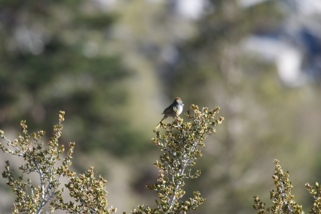 soku_26975.jpg :: Onion Valley Campground, CA 動物 鳥 野鳥 自然の鳥 