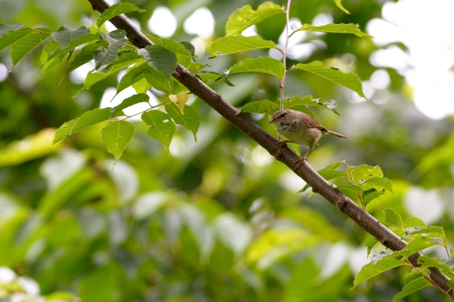 soku_26995.jpg :: 動物 鳥 野鳥 自然の鳥 ウグイス 鶯 