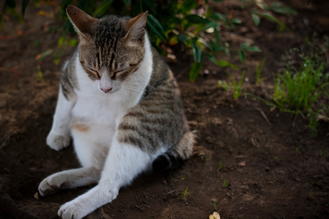 soku_27024.jpg :: 動物 哺乳類 猫 ネコのおすわり 