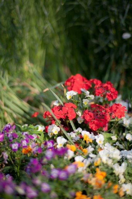 soku_27029.jpg :: 植物 花 赤い花 