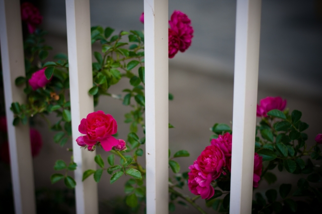 soku_27069.jpg :: 植物 花 薔薇 ミニバラ 