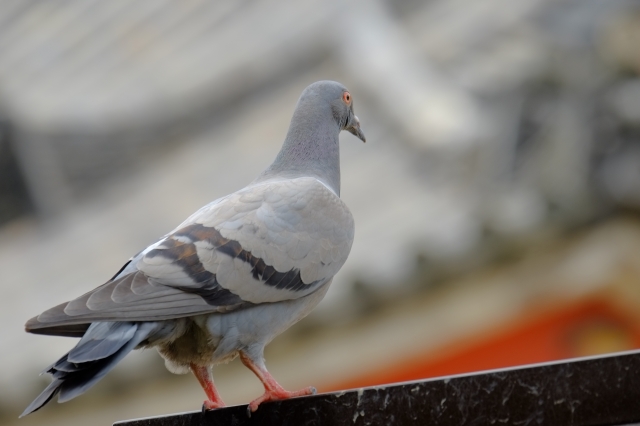 soku_27072.jpg :: 動物 鳥 鳩 ハト 