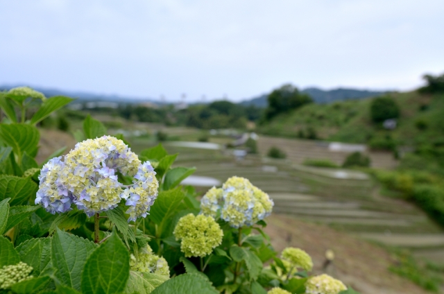 soku_27172.jpg :: 植物 花 紫陽花 アジサイ 