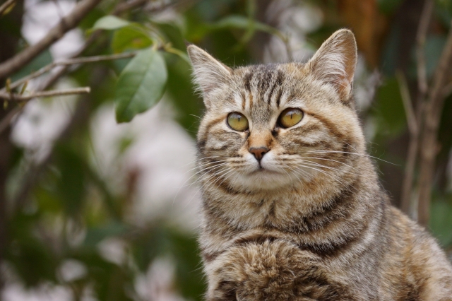 soku_27257.jpg :: 動物 哺乳類 猫 ネコ 