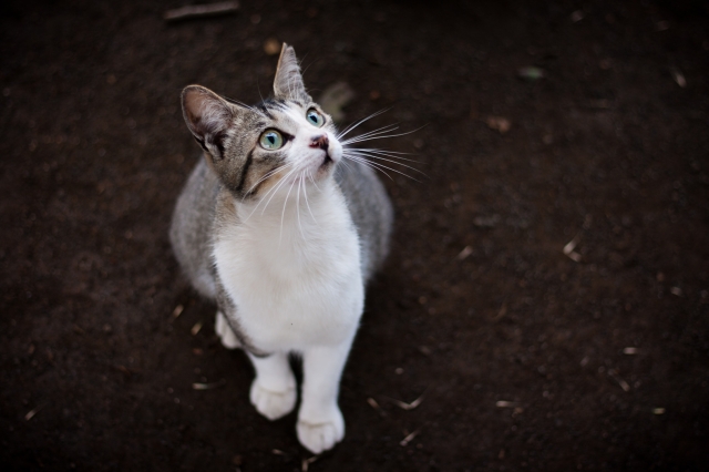 soku_27286.jpg :: 動物 哺乳類 猫 ネコ 