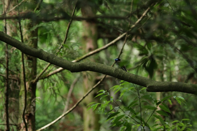 soku_27306.jpg :: 動物 鳥 野鳥 自然の鳥 サンコウチョウ 