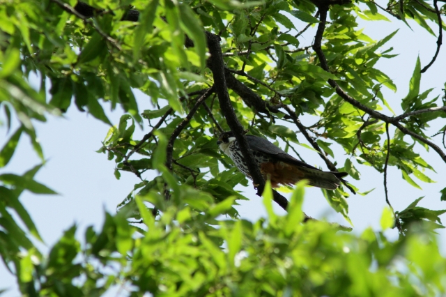 soku_27308.jpg :: 動物 鳥 野鳥 自然の鳥 チゴハヤブサ 