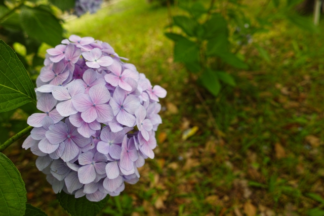 soku_27336.jpg :: 植物 花 紫陽花 アジサイ 