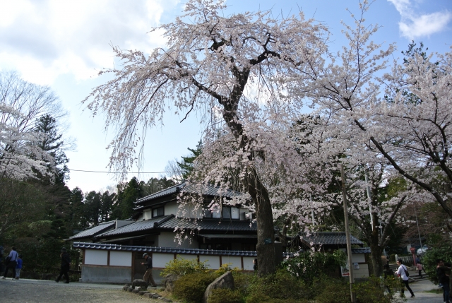 soku_27368.jpg :: 植物 花 桜 サクラ 