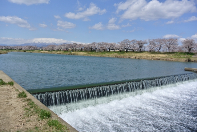 soku_27370.jpg :: 風景 自然 川 河川 河川敷 植物 花 桜 サクラ 