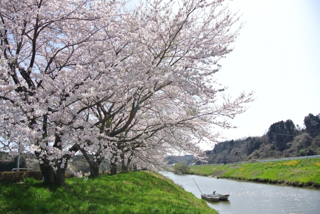 soku_27371.jpg :: 風景 自然 川 植物 桜 サクラ 