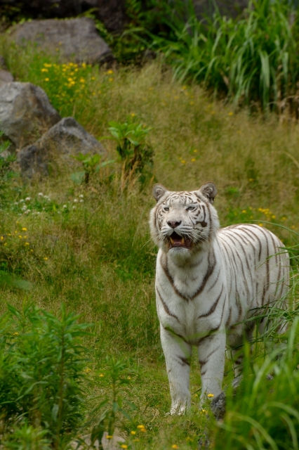 soku_27381.jpg :: 動物 哺乳類 虎 白トラ 