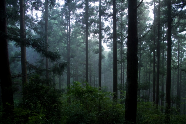 soku_27419.jpg :: 風景 自然 森林 針葉樹林 