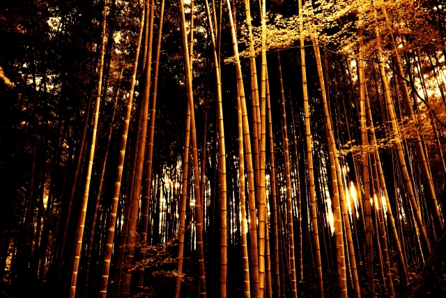 soku_27423.jpg :: 風景 自然 森林 竹林 中尊寺 
