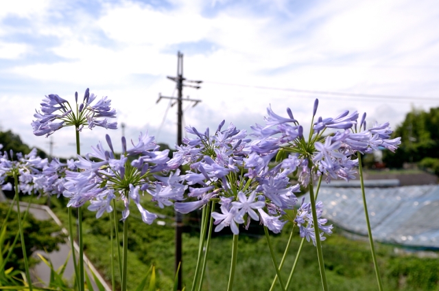 soku_27438.jpg :: 植物 花 紫の花 