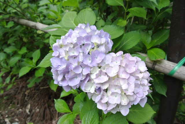 soku_27448.jpg :: 植物 花 紫陽花 アジサイ 