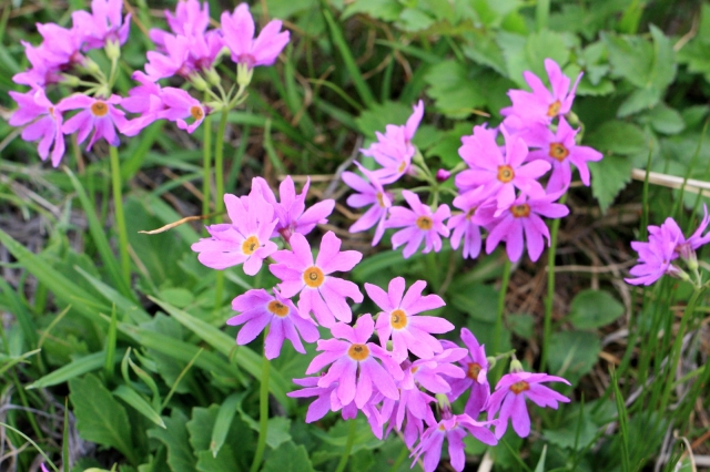 soku_27454.jpg :: 植物 花 ピンクの花 
