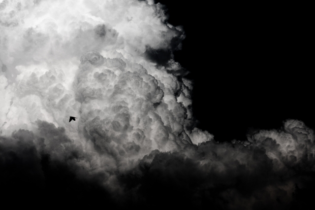 soku_27471.jpg :: 風景 自然 空 雲 積乱雲 鳥 モノクロ 