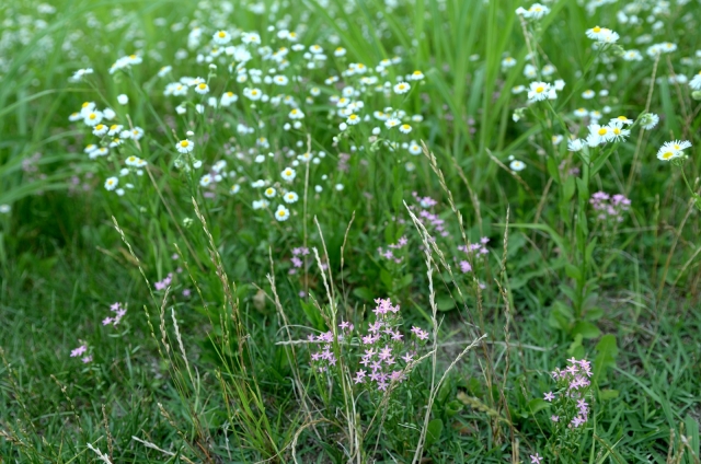 soku_27501.jpg :: 植物 花 白い花 