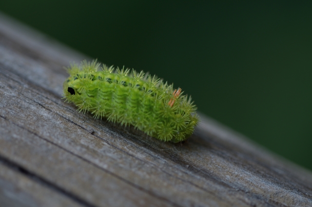 soku_27560.jpg :: 動物 虫 昆虫 毛虫 