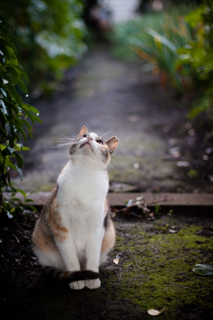 soku_27569.jpg :: 見上げる猫 