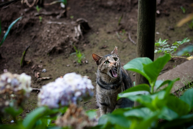 soku_27616.jpg :: 動物 哺乳類 猫 ネコ 