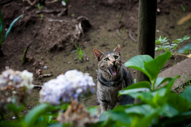 soku_27617.jpg :: 動物 哺乳類 猫 ネコ 