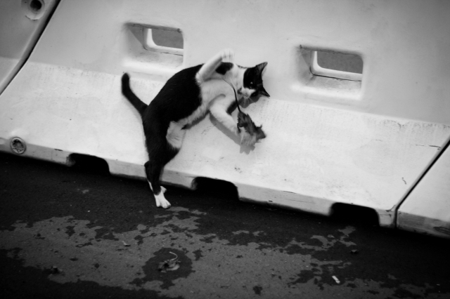 soku_27619.jpg :: 動物 哺乳類 猫 ネコ ネズミ捕食 