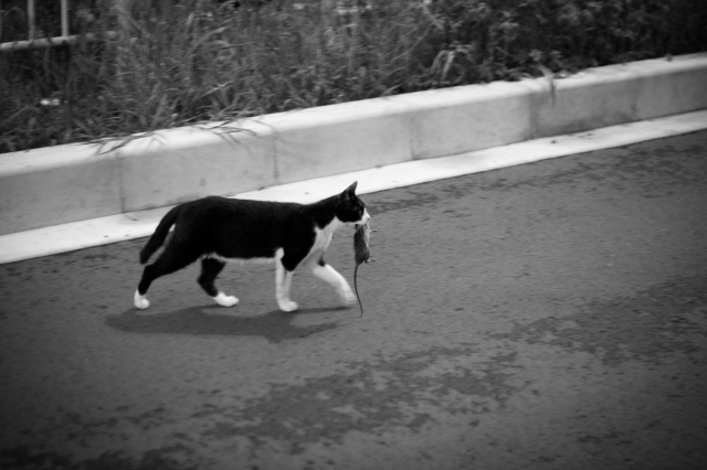 soku_27620.jpg :: 動物 哺乳類 猫 ネコ ネズミ捕食 