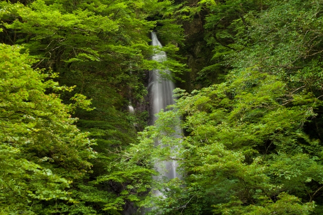 soku_27704.jpg :: 風景 自然 滝 
