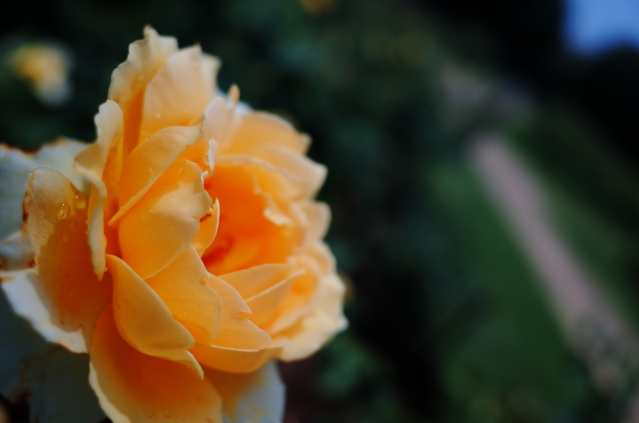 soku_27759.jpg :: 植物 花 オレンジ色の花 