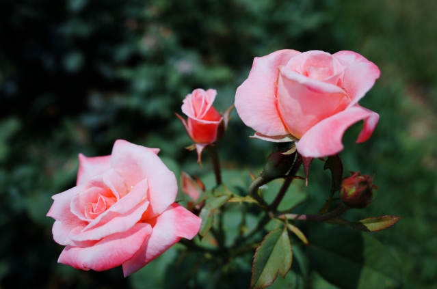 soku_27760.jpg :: 植物 花 ピンクの花 薔薇 バラ 