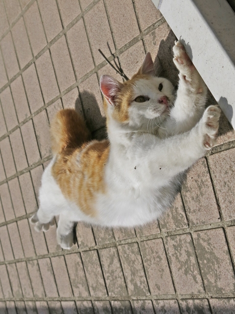 soku_27791.jpg :: PowerShotG15 コンデジ埼玉 lock 動物 哺乳類 猫 ネコ 