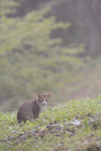 soku_27824.jpg :: 猫の背景 