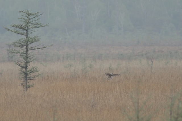 soku_27830.jpg :: 動物 野鳥 自然の鳥 フクロウ 湿地 湿原 霧 