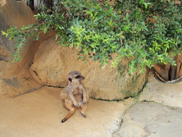 soku_27847.jpg :: 動物 哺乳類 マングース科 ミーアキャット 