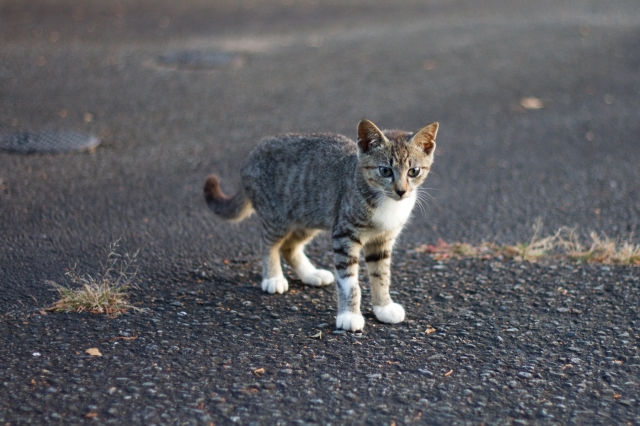 soku_27875.jpg :: 動物 哺乳類 猫 ネコ 子猫 