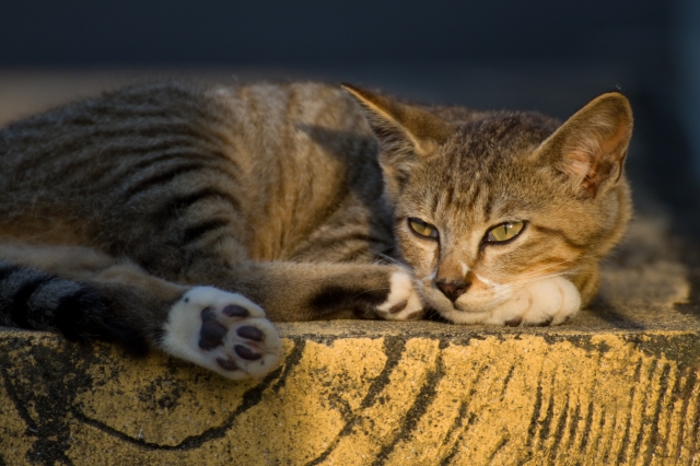 soku_27876.jpg :: 動物 哺乳類 猫 ネコ 