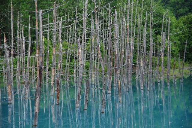 soku_27938.jpg :: 池沼 青い池 北海道 