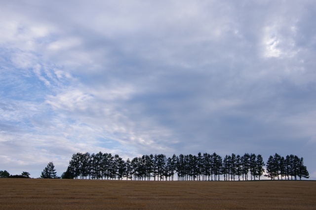 soku_27941.jpg :: 風景 針葉樹 北海道 マイルドセブンの丘 