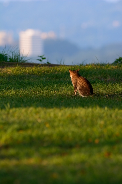 soku_28150.jpg :: 動物 哺乳類 猫 ネコ 草原 