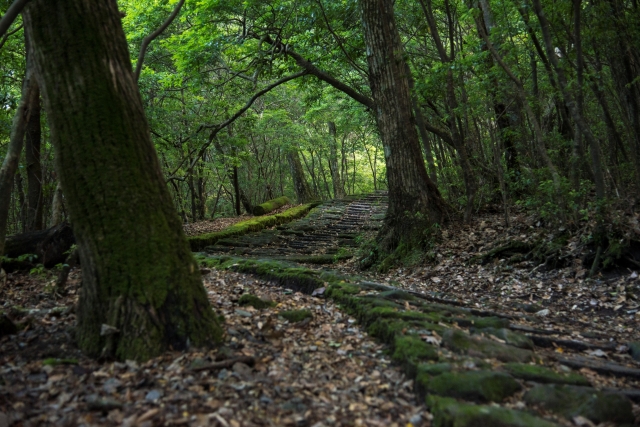 soku_28156.jpg :: 風景 自然 道路 山道 