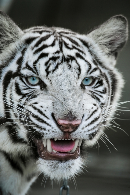 soku_28161.jpg :: 動物 哺乳類 虎 白トラ 