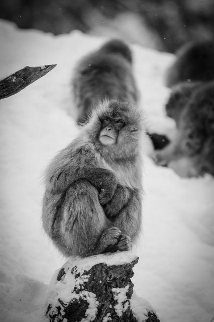 soku_28163.jpg :: 動物 哺乳類 猿 サル 雪景色 